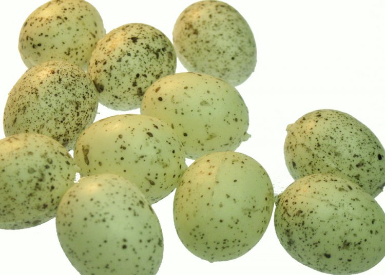 1" Miniature Speckled Eggs (12) - Click Image to Close