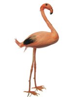 Feathered Pink Flamingo (1)