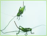 Grasshopper on a Wire Pick (1)